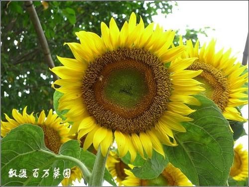 ���տ������Ź���������