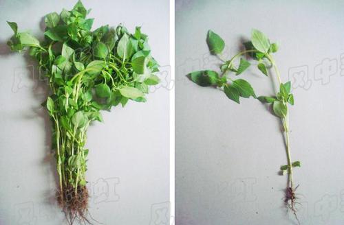 �ʽ��辣�������