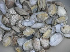 �̵��ƶ���������