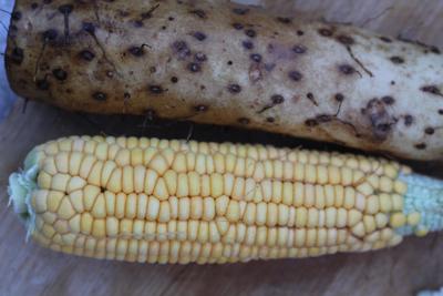 ����ɽҩ�Ź���������