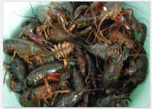 ������Ϻ������