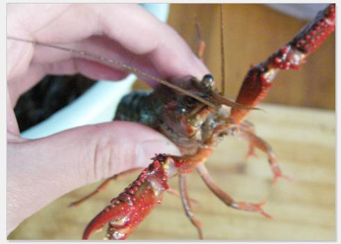 ������Ϻ������