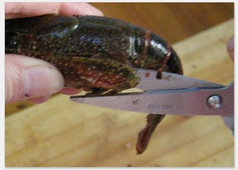 ������Ϻ������