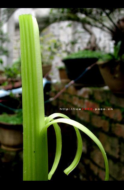 �۲�Ͳ��ţ�������