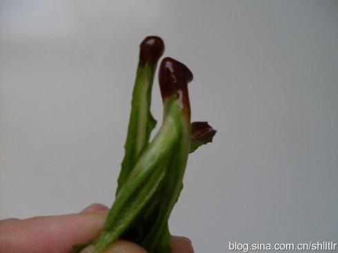 ���պ��������