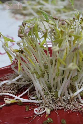 �س���ѿ������