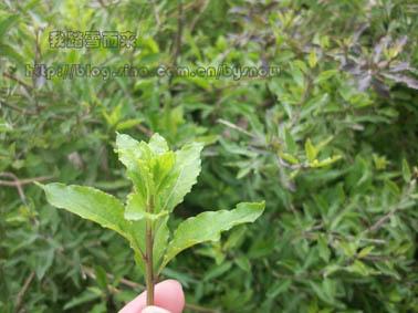 油盐枸杞芽儿的做法