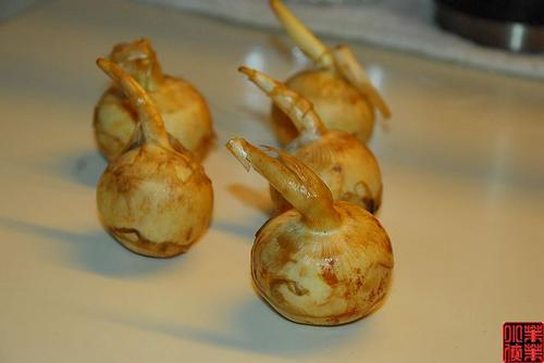 �ȹ����Źǵ�����