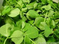 生煸草头的做法