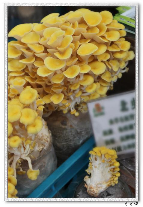 榆黄蘑炒腊肠的做法