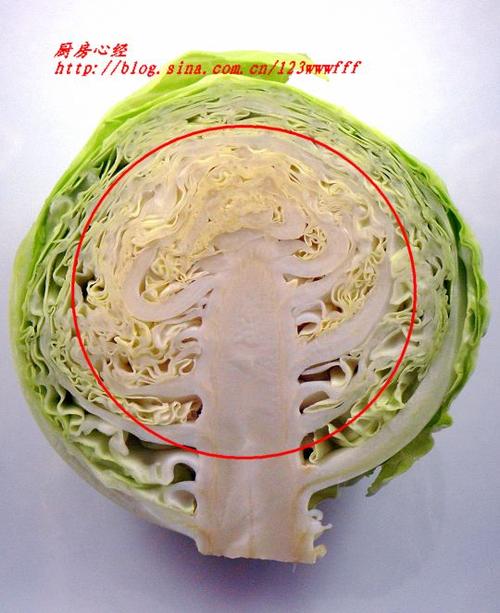 ����Բ�ײ˵�����