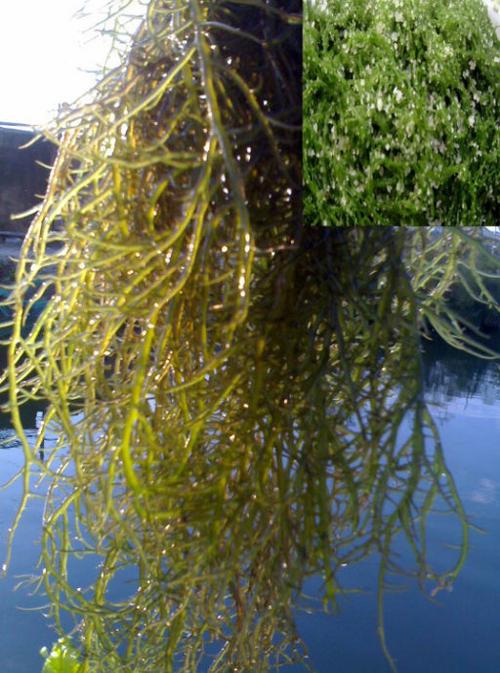 凉拌海发菜的做法