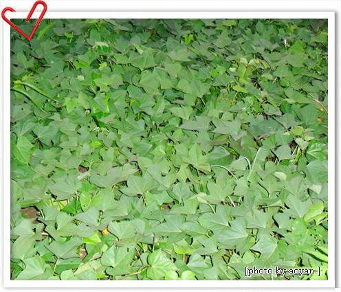 �峴�عϹ�������