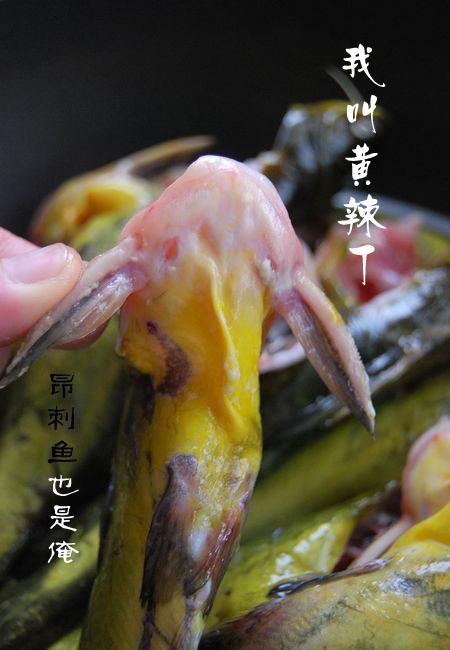 川香辣酱烧黄辣丁的做法