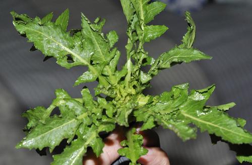 Ұ��ˮ��+����Ұ�˵�����