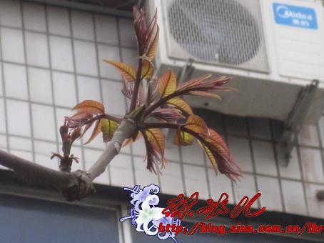 凉拌香椿的做法