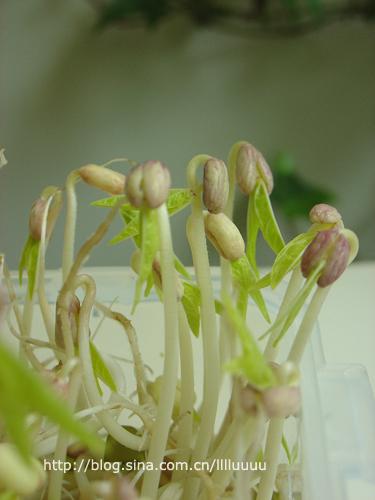 豆芽拌笋尖的做法