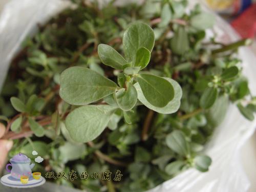 凉拌马齿笕的做法