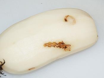 ̫�Ӳ�ţ�������׵�����