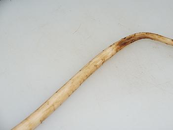 ̫�Ӳ�ţ�������׵�����