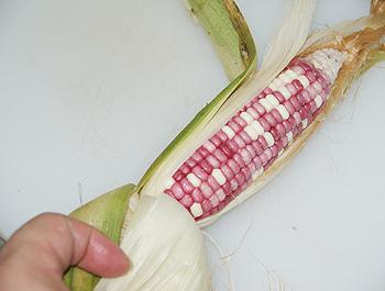 ̫�Ӳ�ţ�������׵�����