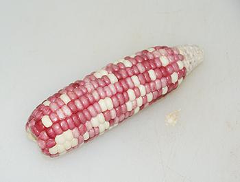 ̫�Ӳ�ţ�������׵�����