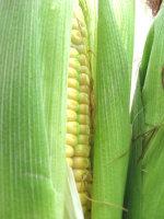 ���װ��ҹ�����������