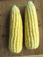 ���װ��ҹ�����������