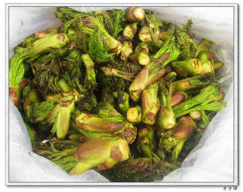 ����ѿ������������