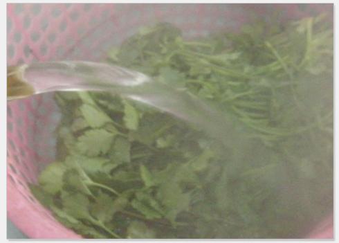 ��˰��Ҷ������