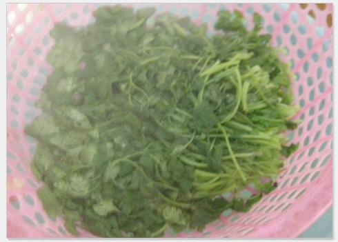 ��˰��Ҷ������