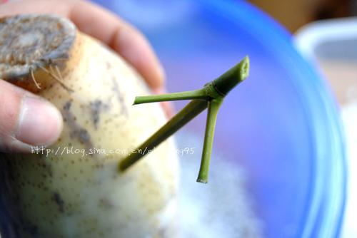 Ŵ��ź������