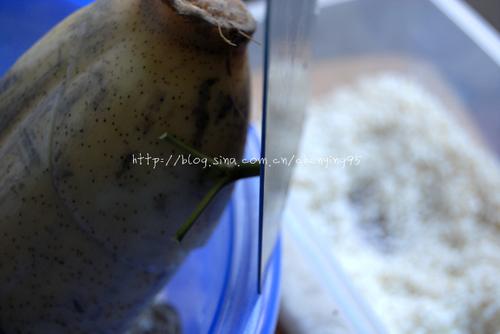 Ŵ��ź������