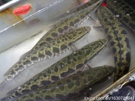 ����ݫ����������