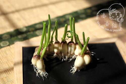 ���ⶹѿ������������