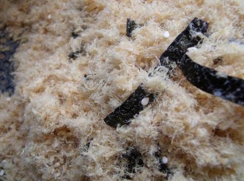 �������ɵ�����