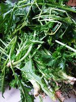 ����ѩ��ޮ������