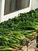 ����ѩ��ޮ������