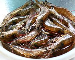 ����ο�Ϻ������