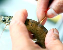 ����ο�Ϻ������