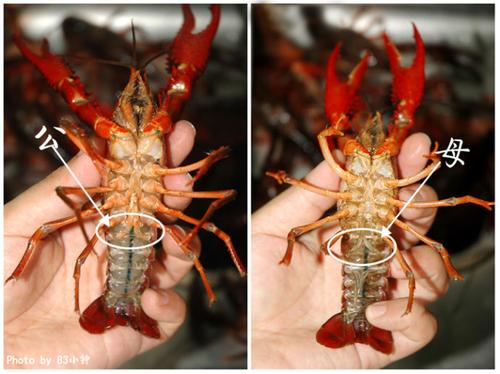 ��Ϻ������