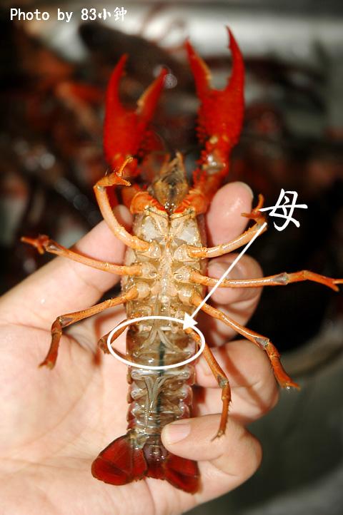 ��Ϻ������