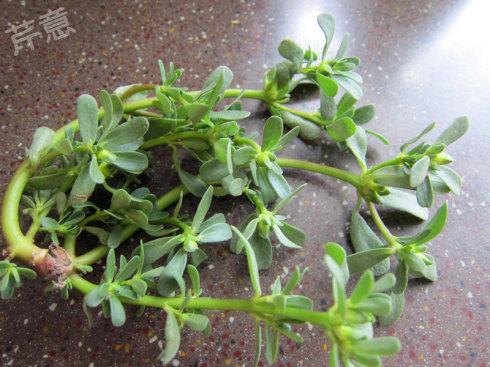 ���������ȵ�����