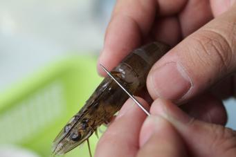 东北靠大虾的做法