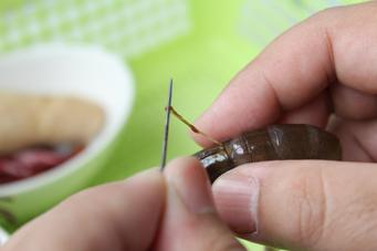 ��������Ϻ������