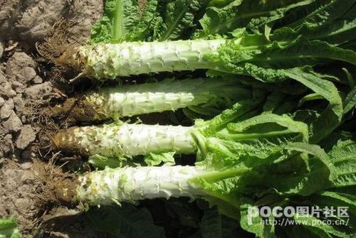 ����Ԫ�Ӱ�����������