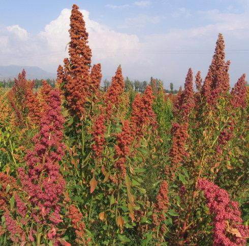 ��ɫ�����������