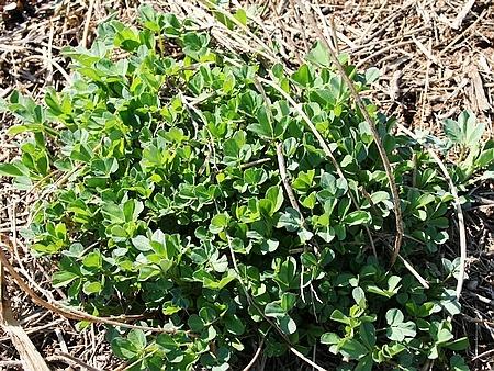 杂和面蒸苜蓿苦累的做法