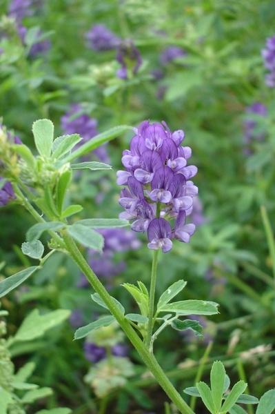 杂和面蒸苜蓿苦累的做法