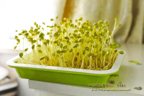 �ֹ��Է������и��ƶ�ѿ������